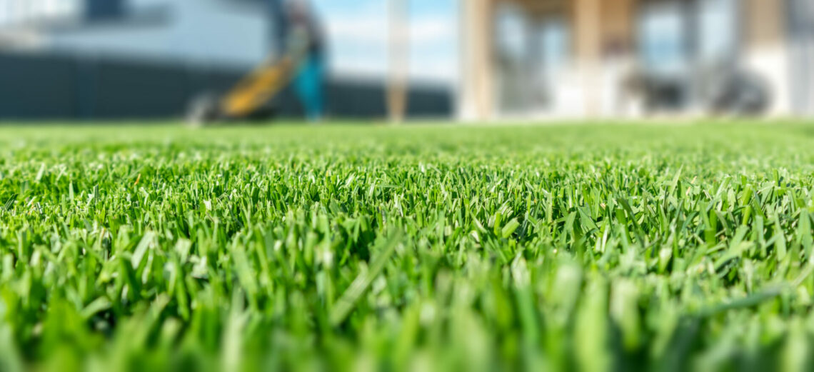 lawn