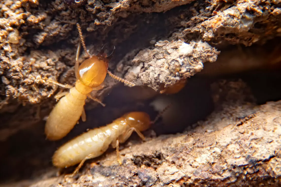 Everything You Need To Know About Termite Inspections