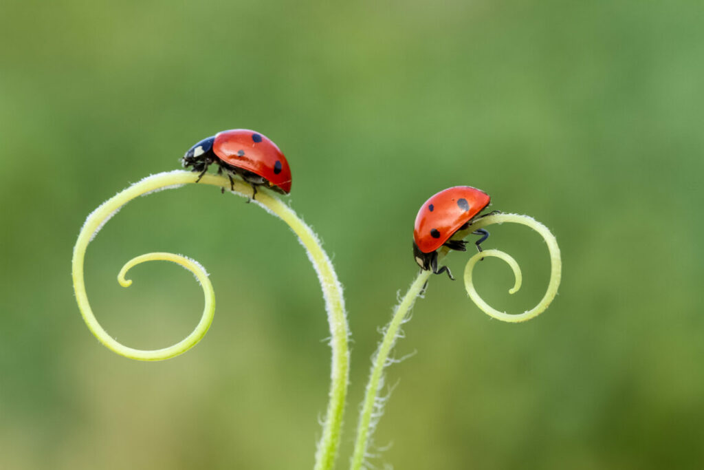 Ladybug Insect Stay Can You Bug Bomb One Room and Stay in the House?